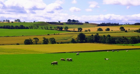 Green countryside with sheep